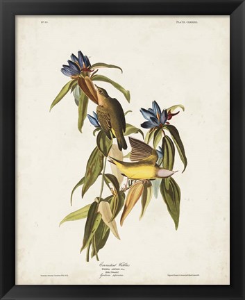 Framed Pl 138 Connecticut Warbler Print