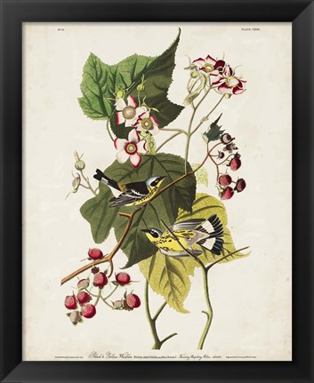 Framed Pl 123 Black &amp; Yellow Warbler Print