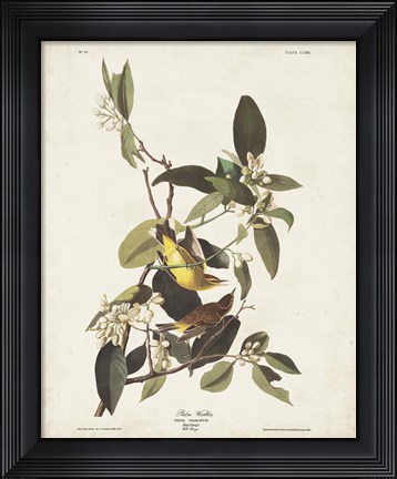 Framed Pl 163 Pine Warbler Print