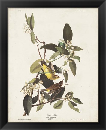 Framed Pl 163 Pine Warbler Print