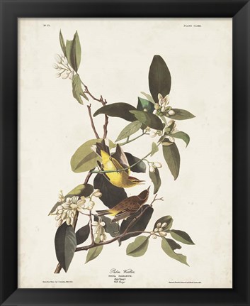 Framed Pl 163 Pine Warbler Print