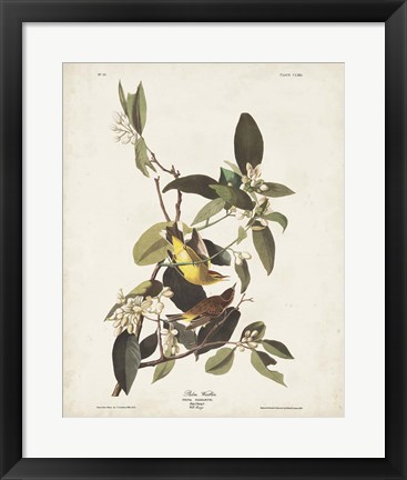 Framed Pl 163 Pine Warbler Print