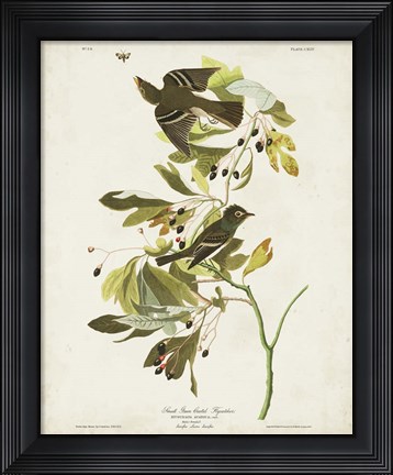 Framed Pl 144 Small Green-crested Flycatcher Print