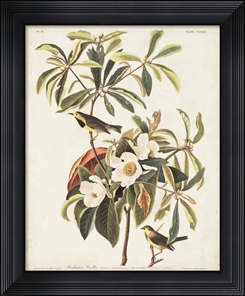 Framed Pl 185 Bachman&#39;s Warbler Print