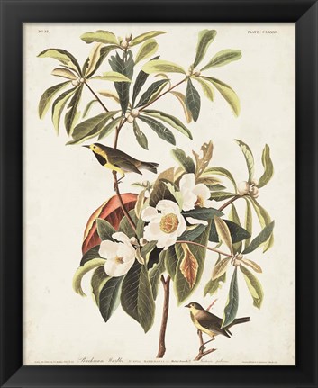 Framed Pl 185 Bachman&#39;s Warbler Print