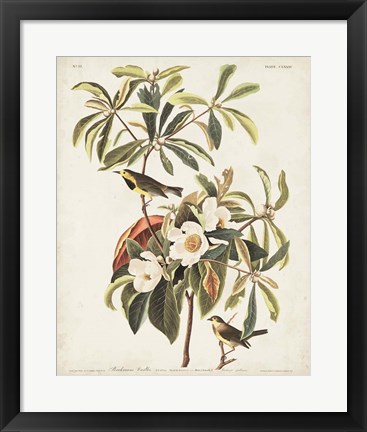 Framed Pl 185 Bachman&#39;s Warbler Print