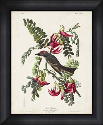 Framed Pl 170 Pipiry Flycatcher Print