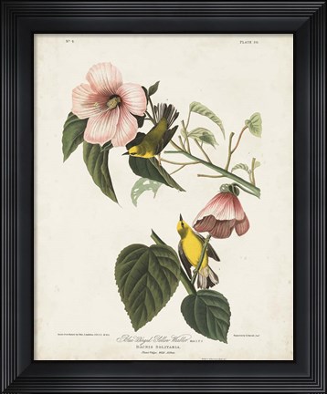 Framed Pl 20 Blue-winged Yellow Warbler Print