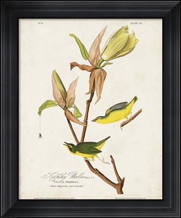 Framed Pl 38 Kentucky Warbler Print