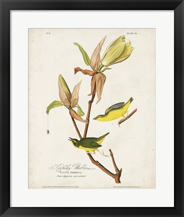 Framed Pl 38 Kentucky Warbler Print