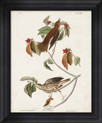 Framed Pl 73 Wood Thrush Print