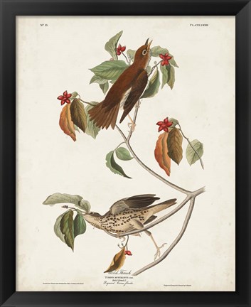 Framed Pl 73 Wood Thrush Print