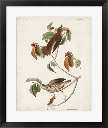 Framed Pl 73 Wood Thrush Print