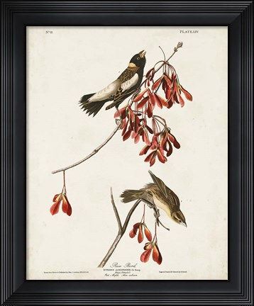 Framed Pl 54 Rice Bird Print