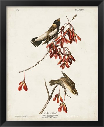 Framed Pl 54 Rice Bird Print