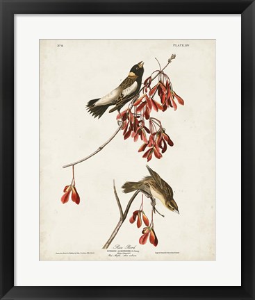 Framed Pl 54 Rice Bird Print