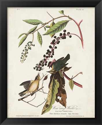 Framed Pl 34 Worm-eating Warbler Print