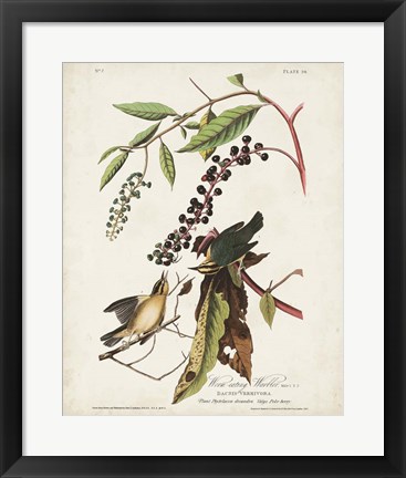 Framed Pl 34 Worm-eating Warbler Print