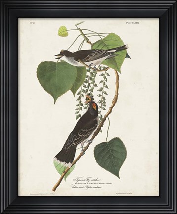 Framed Pl 79 Tyrant Flycatcher Print
