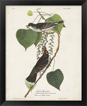 Framed Pl 79 Tyrant Flycatcher Print