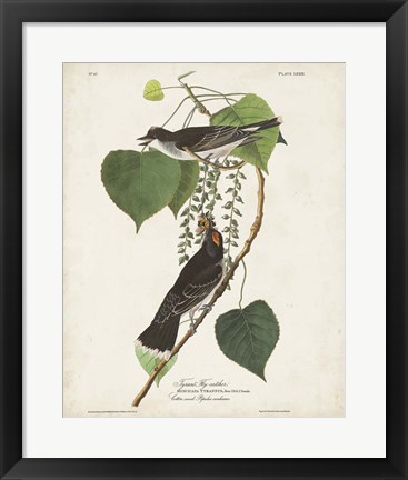 Framed Pl 79 Tyrant Flycatcher Print