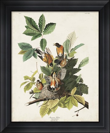 Framed Pl 131 American Robin Print