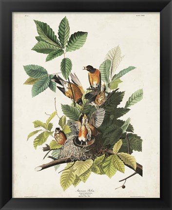 Framed Pl 131 American Robin Print