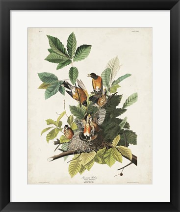 Framed Pl 131 American Robin Print