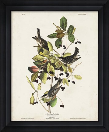 Framed Pl 133 Black Poll Warbler Print