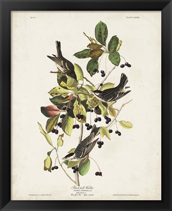 Framed Pl 133 Black Poll Warbler Print