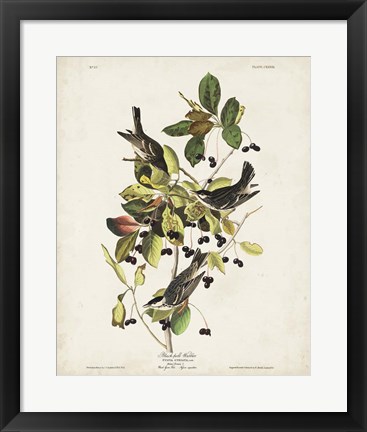 Framed Pl 133 Black Poll Warbler Print