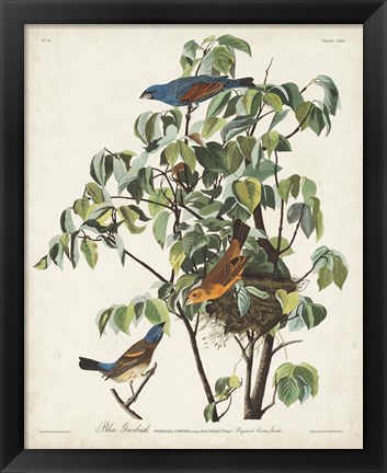 Framed Pl 122 Blue Grosbeak Print