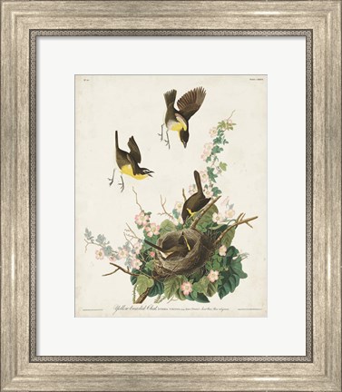 Framed Pl 137 Yellow-breasted Chat Print
