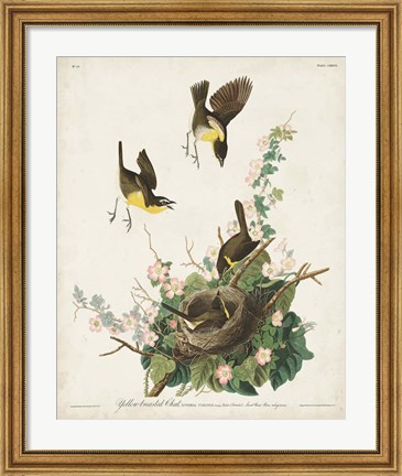 Framed Pl 137 Yellow-breasted Chat Print