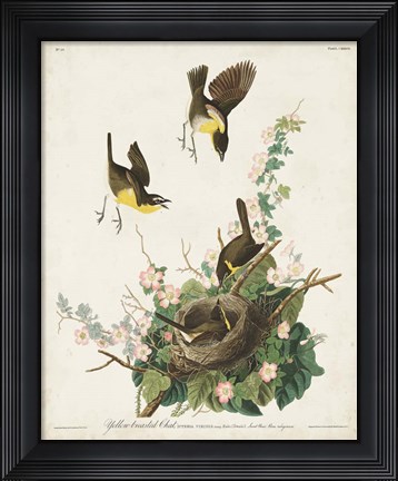 Framed Pl 137 Yellow-breasted Chat Print