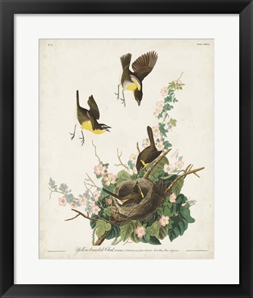 Framed Pl 137 Yellow-breasted Chat Print