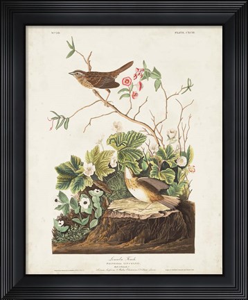 Framed Pl 193 Lincoln Finch Print