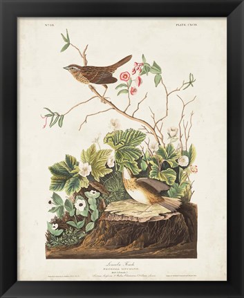 Framed Pl 193 Lincoln Finch Print