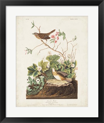 Framed Pl 193 Lincoln Finch Print