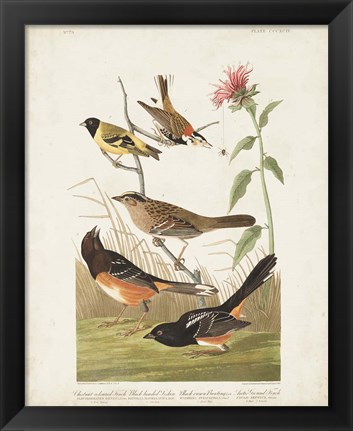 Framed Pl 394 Chestnut Coloured Finch Print