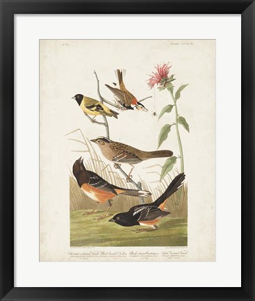 Framed Pl 394 Chestnut Coloured Finch Print