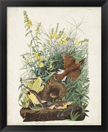 Framed Pl 136 Meadow Lark Print