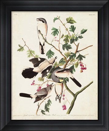 Framed Pl 192 Great Cinereous Shrike Print