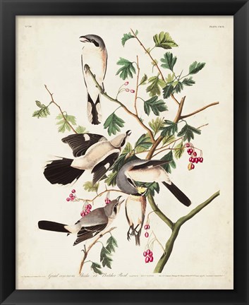 Framed Pl 192 Great Cinereous Shrike Print