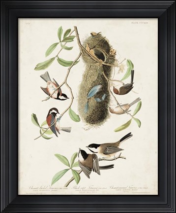 Framed Pl 353 Black-capt Titmouse Print