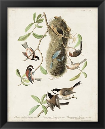 Framed Pl 353 Black-capt Titmouse Print