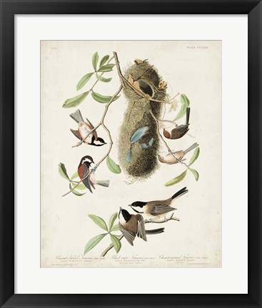 Framed Pl 353 Black-capt Titmouse Print