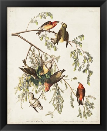 Framed Pl 197 American Crossbill Print