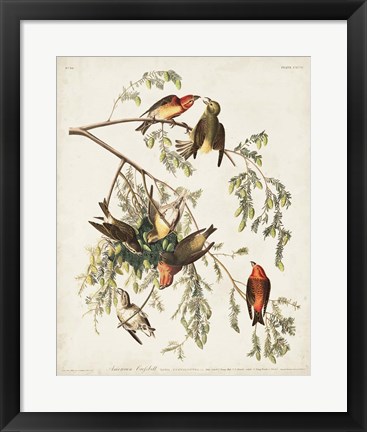 Framed Pl 197 American Crossbill Print