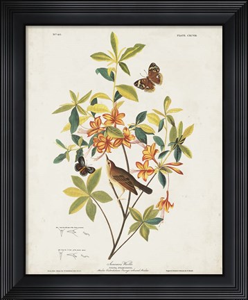 Framed Pl 198 Swainson&#39;s Warbler Print